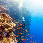 Red sea diving, червоне море, дайвінг, єгипет, шарм-ель-шейх, хургада