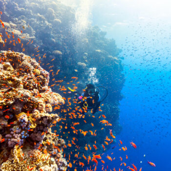 Red sea diving, червоне море, дайвінг, єгипет, шарм-ель-шейх, хургада